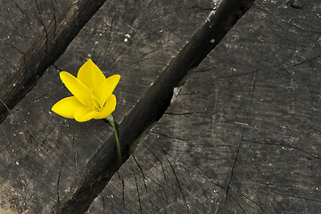 Image showing Yellow Saffron