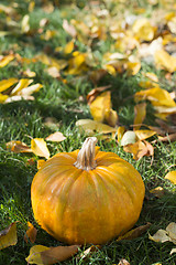 Image showing Pumpkin on grass and autumn leaves
