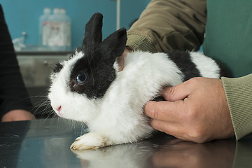 Image showing Rabbit in a veterinary office