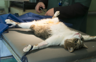 Image showing Cat in a veterinary surgery