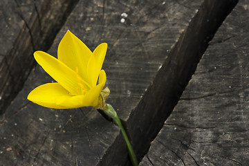 Image showing Yellow Saffron