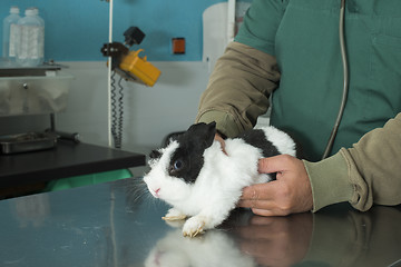 Image showing Rabbit in a veterinary office