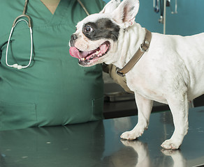 Image showing Dog in a veterinary office