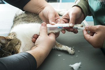 Image showing Veterinary Blood test 