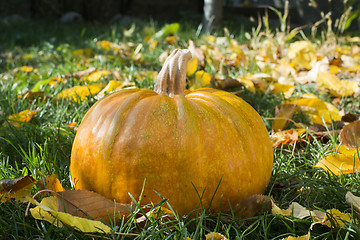 Image showing Pumpkin on grass and autumn leaves