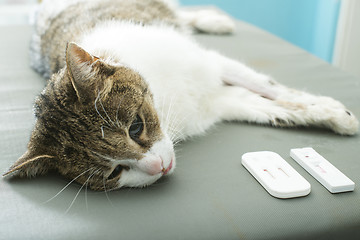 Image showing Veterinary Blood test 