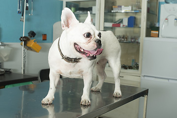 Image showing Dog in a veterinary office