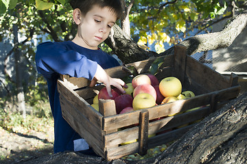 Image showing Apples in an old wooden crate on tree