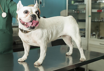 Image showing Dog in a veterinary office