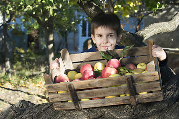 Image showing Apples in an old wooden crate on tree