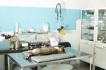 Image showing Cat anesthesia in veterinary