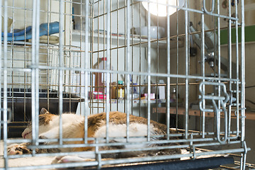 Image showing Cat at veterinary laboratory