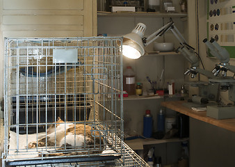 Image showing Cat at veterinary laboratory