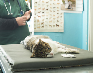 Image showing Veterinary Blood test 