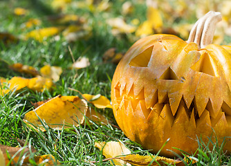 Image showing Pumpkin on grass and autumn leaves