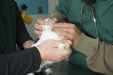 Image showing Rabbit in a veterinary office