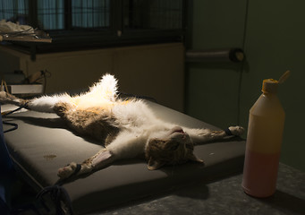 Image showing Cat in a veterinary surgery