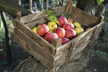 Image showing Apples in an old wooden crate on tree