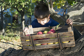 Image showing Apples in an old wooden crate on tree