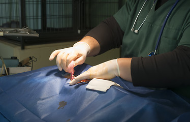 Image showing Animal in a veterinary surgery