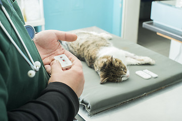 Image showing Veterinary Blood test 