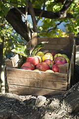 Image showing Apples in an old wooden crate on tree