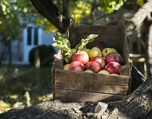 Image showing Apples in an old wooden crate on tree