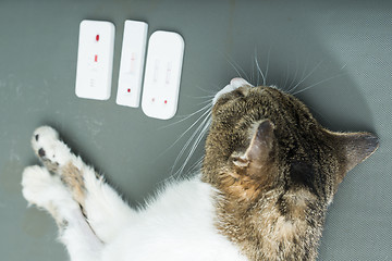 Image showing Veterinary Blood test 