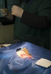 Image showing Animal in a veterinary surgery