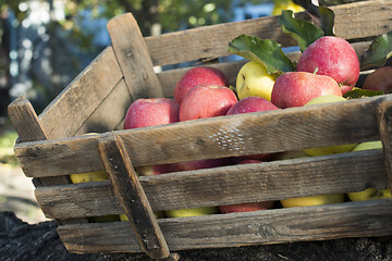 Image showing Apples in an old wooden crate on tree