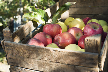 Image showing Apples in an old wooden crate on tree