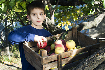 Image showing Apples in an old wooden crate on tree