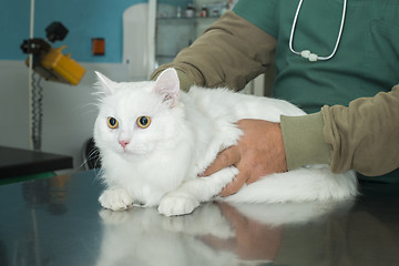 Image showing Cat in a veterinary