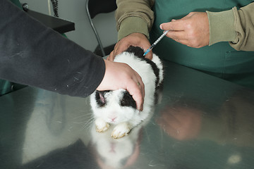 Image showing Rabbit in a veterinary office