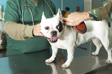 Image showing Dog in a veterinary office
