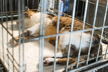 Image showing Cat at veterinary laboratory