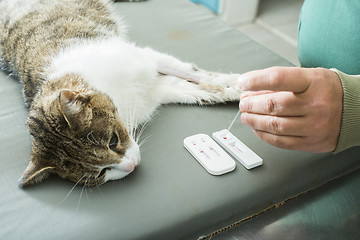 Image showing Veterinary Blood test 