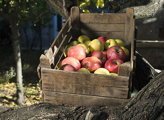 Image showing Apples in an old wooden crate on tree