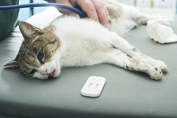 Image showing Veterinary Blood test 