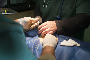 Image showing Animal in a veterinary surgery