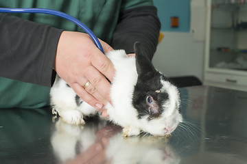 Image showing Rabbit in a veterinary office