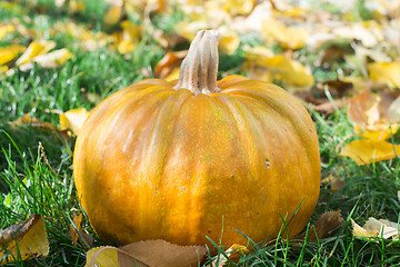 Image showing Pumpkin on grass and autumn leaves