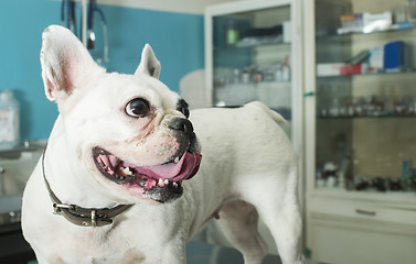 Image showing Dog in a veterinary office