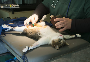 Image showing Cat in a veterinary surgery