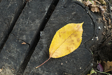 Image showing Single Autumn leaf on a tree trunk