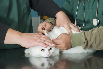 Image showing Cat in a veterinary