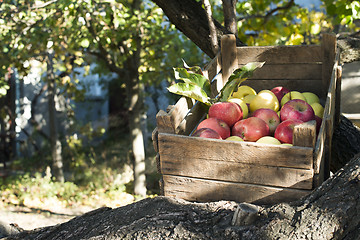 Image showing Apples in an old wooden crate on tree