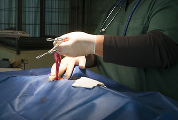 Image showing Animal in a veterinary surgery