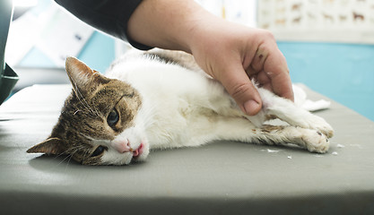 Image showing Cat anesthesia in veterinary