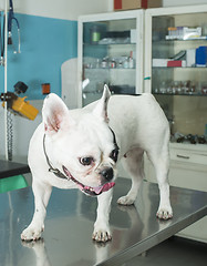 Image showing Dog in a veterinary office